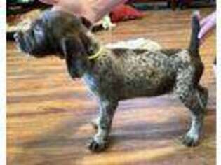 Wirehaired Pointing Griffon Puppy for sale in Fayetteville, AR, USA