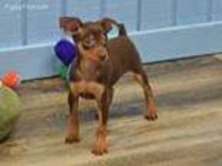 Miniature Pinscher Puppy for sale in Providence Village, TX, USA