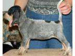 Bluetick Coonhound Puppy for sale in EDEN PRAIRIE, MN, USA