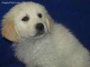 Golden Retriever Puppy for sale in Ellsinore, MO, USA