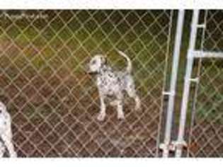 Dalmatian Puppy for sale in Section, AL, USA