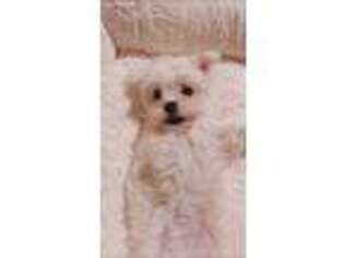 Maltese Puppy for sale in Fulton, MD, USA