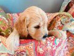Goldendoodle Puppy for sale in Cohutta, GA, USA