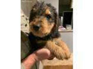 Airedale Terrier Puppy for sale in Oak Leaf, TX, USA