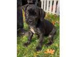 Cane Corso Puppy for sale in Lockport, NY, USA