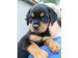 Rottweiler Puppy for sale in Terra Alta, WV, USA