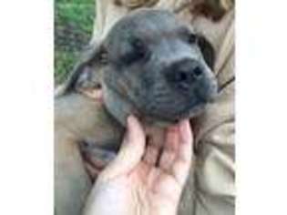 Cane Corso Puppy for sale in Lovelady, TX, USA
