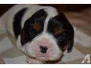 Cavalier King Charles Spaniel Puppy for sale in STURBRIDGE, MA, USA