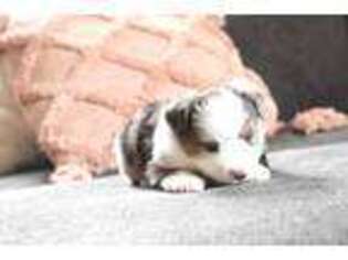Miniature Australian Shepherd Puppy for sale in Seward, NE, USA