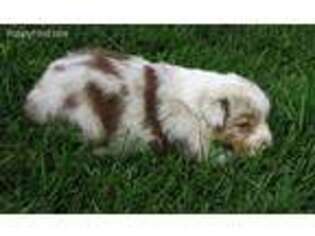 Australian Shepherd Puppy for sale in Kalamazoo, MI, USA