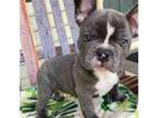 French Bulldog Puppy for sale in Cary, NC, USA
