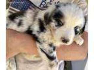 Miniature Australian Shepherd Puppy for sale in Quemado, NM, USA