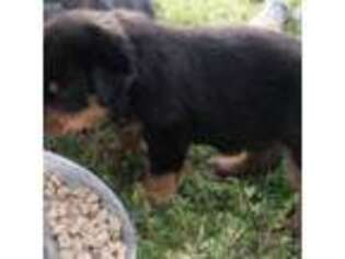 Rottweiler Puppy for sale in Pelzer, SC, USA