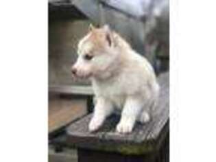 Siberian Husky Puppy for sale in Pekin, IN, USA