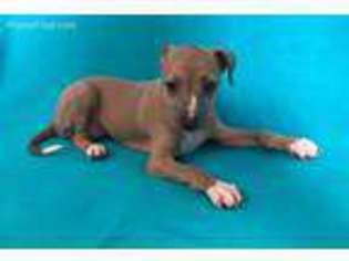 Italian Greyhound Puppy for sale in Anita, IA, USA