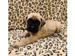 Mastiff Puppy for sale in Menifee, CA, USA