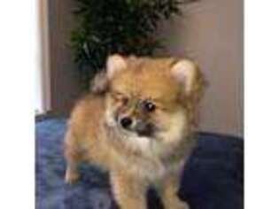 Pomeranian Puppy for sale in Haines City, FL, USA