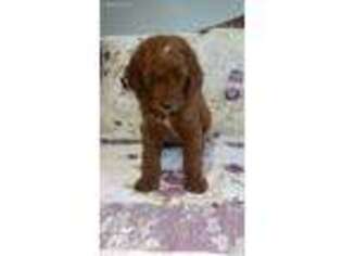 Mutt Puppy for sale in Montrose, MO, USA