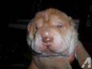 Mutt Puppy for sale in COHUTTA, GA, USA