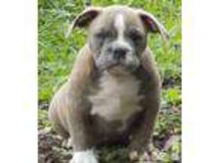 Bulldog Puppy for sale in NEW CASTLE, IN, USA