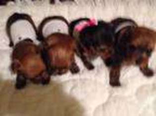 Yorkshire Terrier Puppy for sale in TRACY, CA, USA