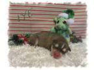 Mutt Puppy for sale in HARRAH, OK, USA