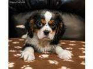 Cavalier King Charles Spaniel Puppy for sale in Youngstown, OH, USA