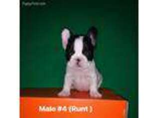 French Bulldog Puppy for sale in Grand Prairie, TX, USA