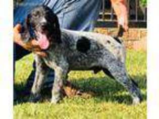German Shorthaired Pointer Puppy for sale in Jacksonville, TX, USA