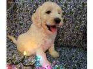 Goldendoodle Puppy for sale in Miamisburg, OH, USA