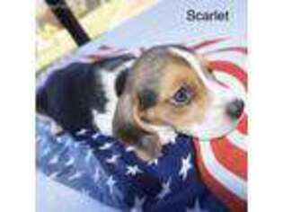 Beagle Puppy for sale in Perris, CA, USA
