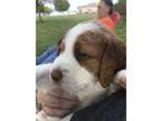 Brittany Puppy for sale in Godley, TX, USA