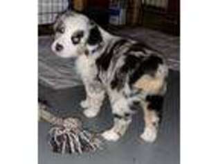 Miniature Australian Shepherd Puppy for sale in Arroyo Grande, CA, USA