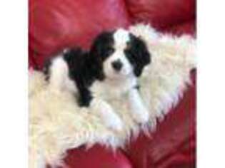 Cavalier King Charles Spaniel Puppy for sale in Aurora, CO, USA