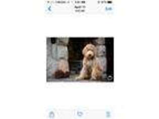 Labradoodle Puppy for sale in CHANDLER, AZ, USA