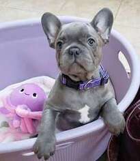 French Bulldog Puppy for sale in Gilbert, SC, USA