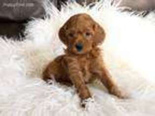 Goldendoodle Puppy for sale in Hampton, CT, USA