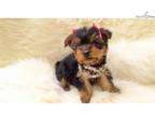 Yorkshire Terrier Puppy for sale in San Diego, CA, USA