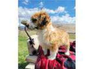 Mutt Puppy for sale in Centerfield, UT, USA