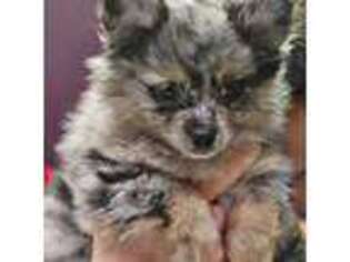 Pomeranian Puppy for sale in Culver City, CA, USA