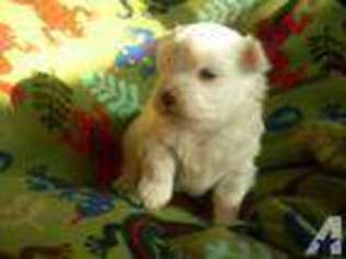 Maltese Puppy for sale in YUCAIPA, CA, USA