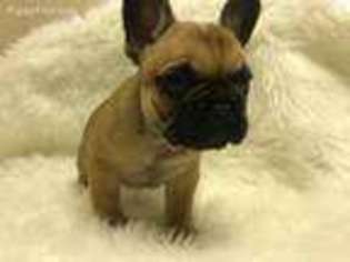 French Bulldog Puppy for sale in Angleton, TX, USA