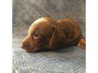 Dachshund Puppy for sale in Chowchilla, CA, USA