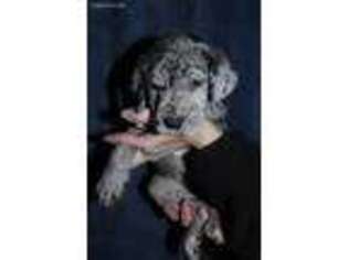 Great Dane Puppy for sale in Timmonsville, SC, USA