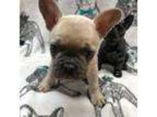 French Bulldog Puppy for sale in Middlesex, NC, USA
