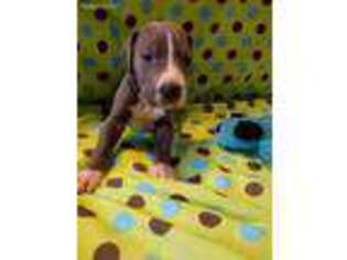 Great Dane Puppy for sale in New Market, VA, USA