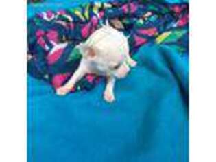 Chihuahua Puppy for sale in Fort Valley, GA, USA