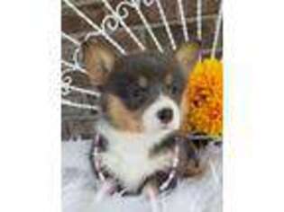 Pembroke Welsh Corgi Puppy for sale in Grabill, IN, USA