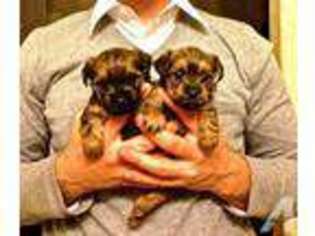 Yorkshire Terrier Puppy for sale in FAIR OAKS, CA, USA