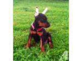 Doberman Pinscher Puppy for sale in ASHLEY, OH, USA